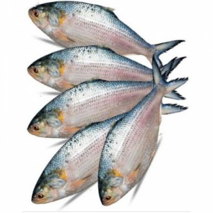 Whole Frozen Hilsha Fish- 800 gm