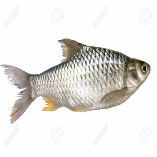 জাভা মাছ - Java barb Fish